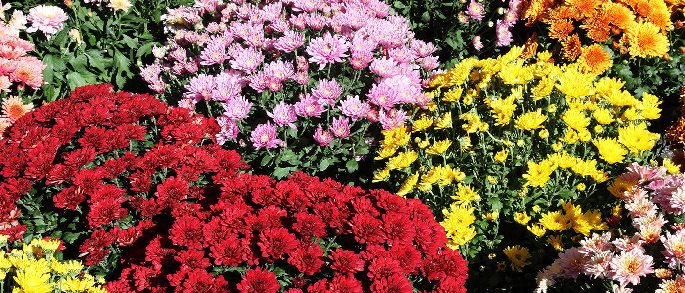 Struikmargriet - Chrysanthemum frutescens