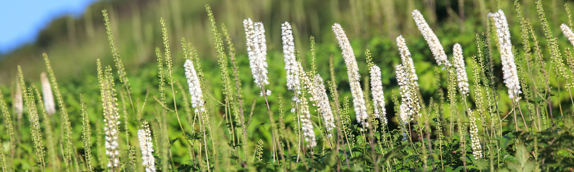 Dikke christoffelkruid - Actaea pachypoda