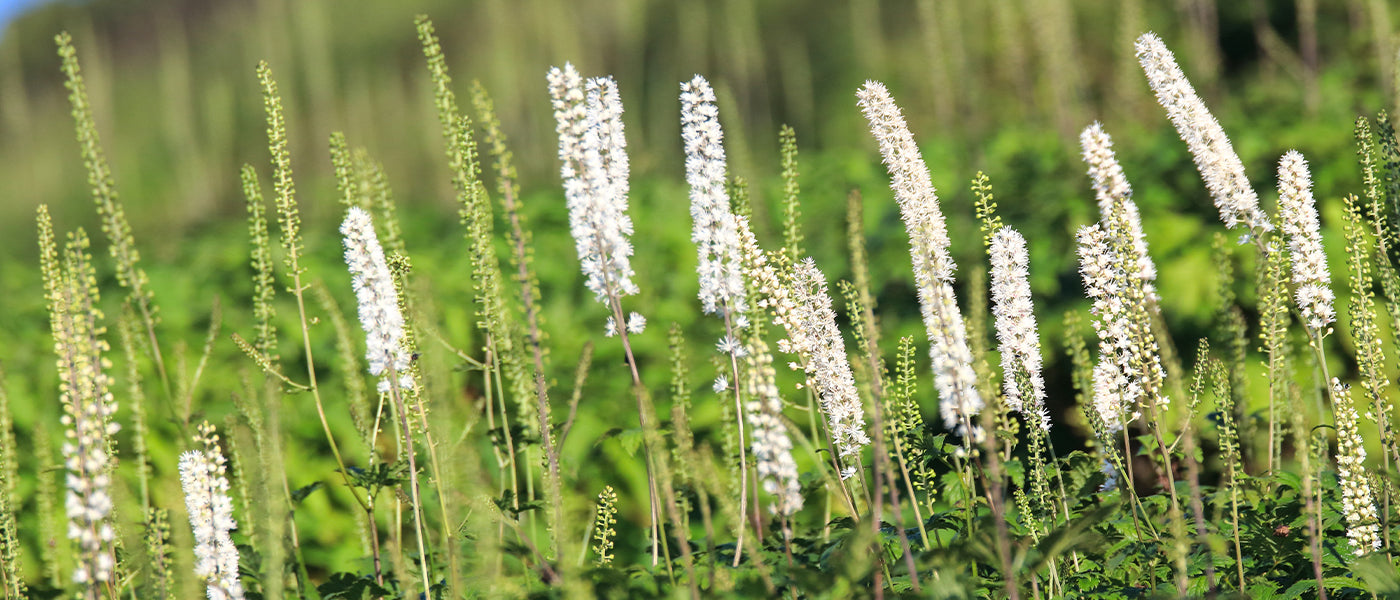 Wanzenkruid - Actaea cimicifuga
