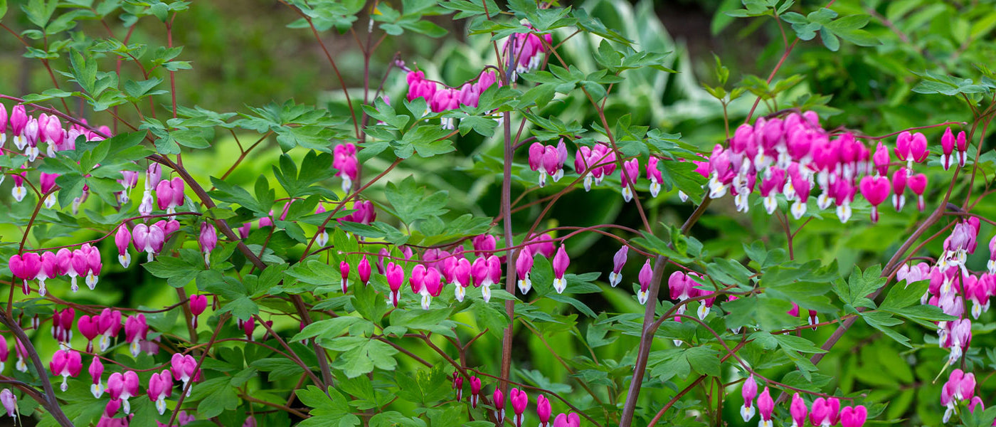 Gebroken hartje - Dicentra