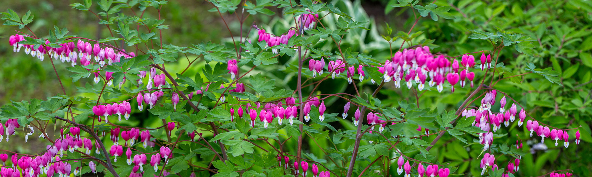 Gebroken hartje - Dicentra