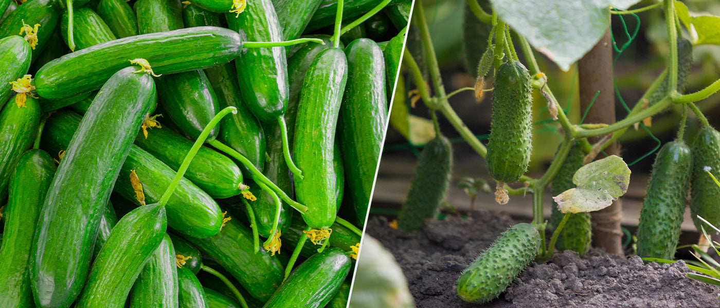 Komkommer- en augurkenplanten