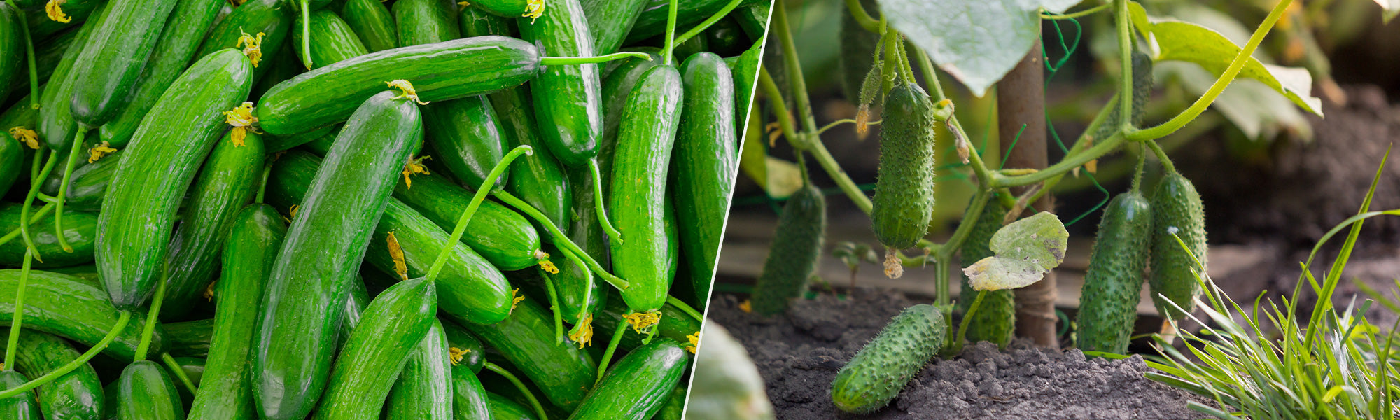 Komkommer- en augurkenplanten