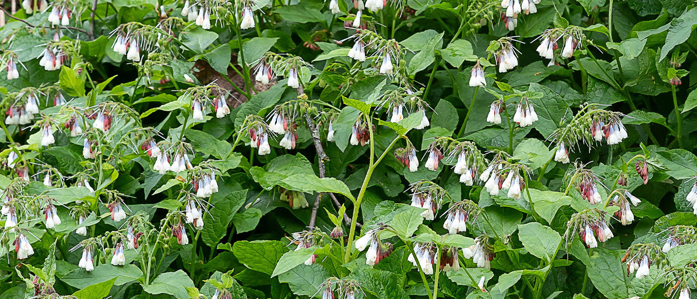 Smeerwortel