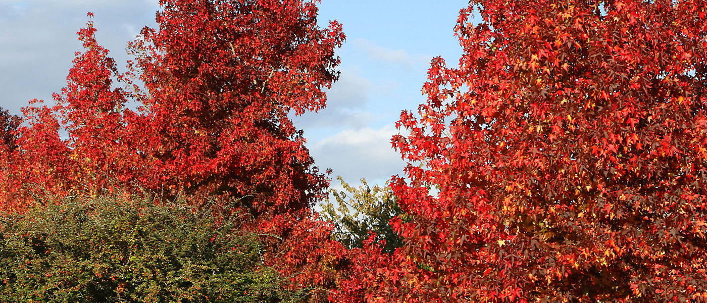 Amberboom - Liquidambar