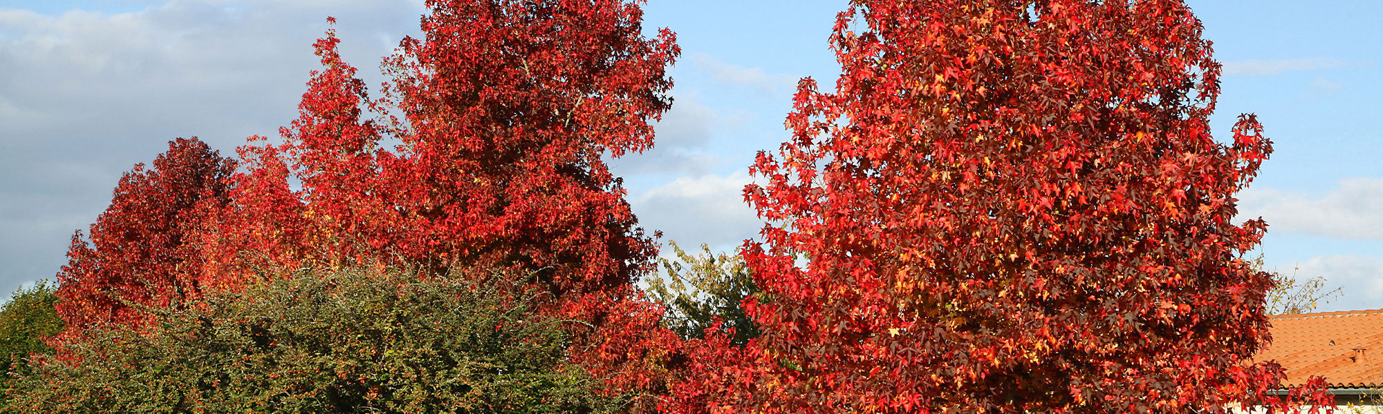 Amberboom - Liquidambar