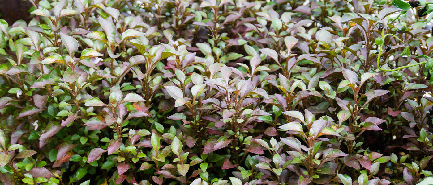 Coprosma Collectie