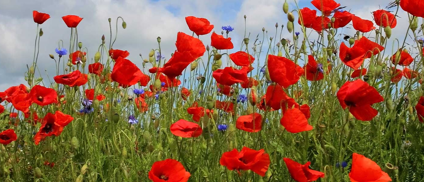 Klaproos - Papaver rhoeas