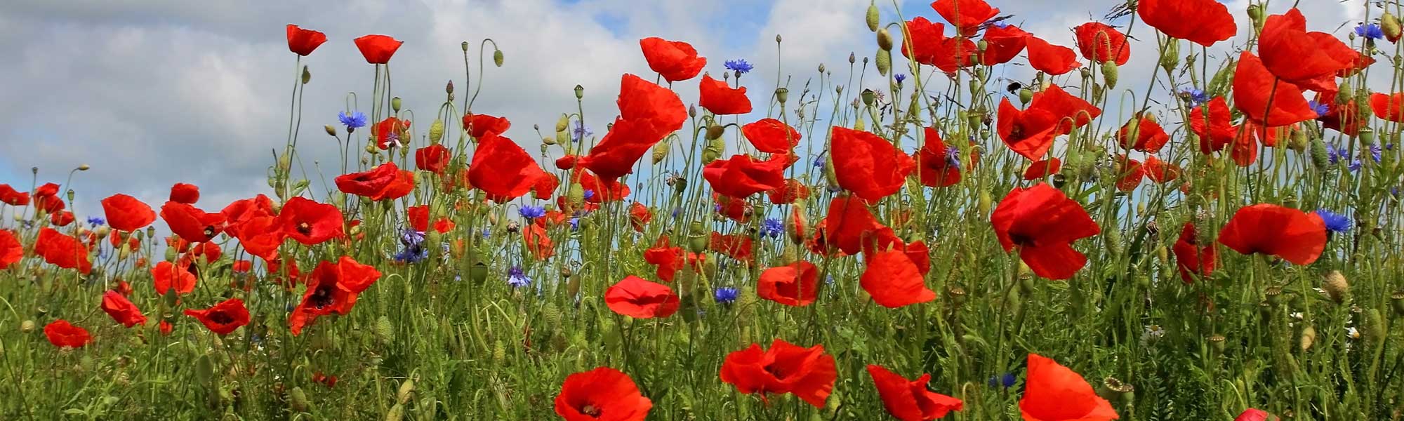 Klaproos - Papaver rhoeas