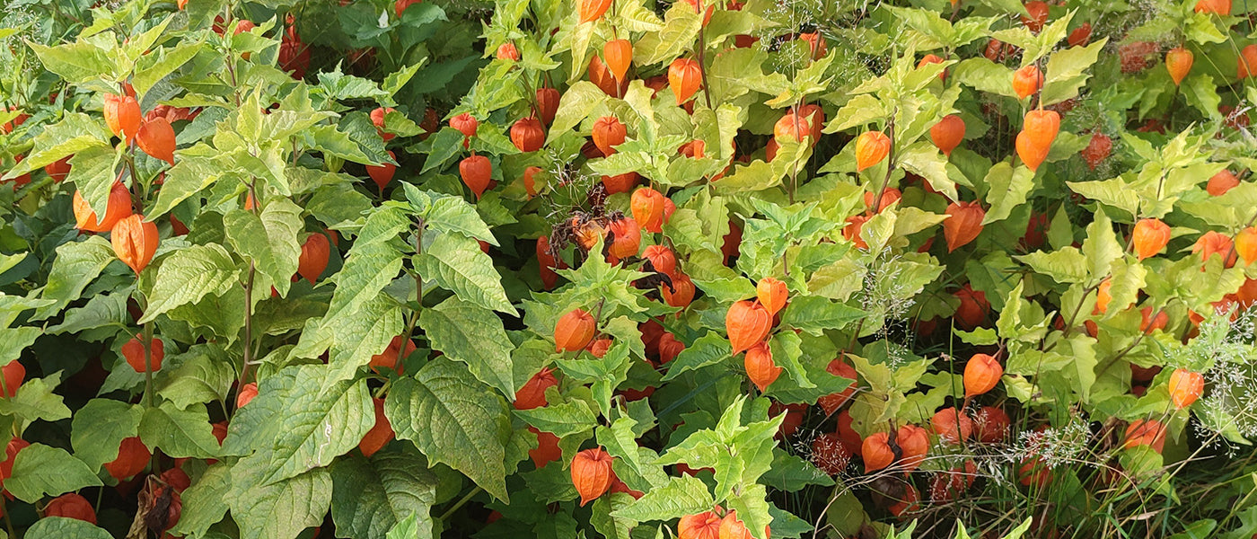 Lampionplant - Physalis