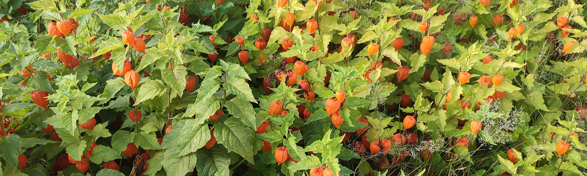 Lampionplant - Physalis