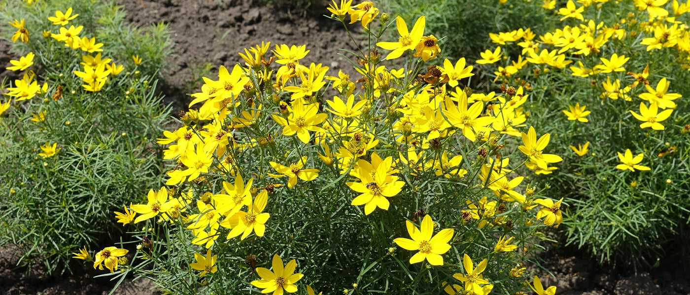 Coreopsis