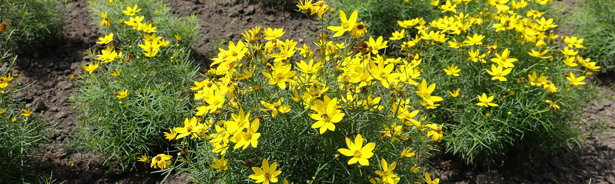 Coreopsis