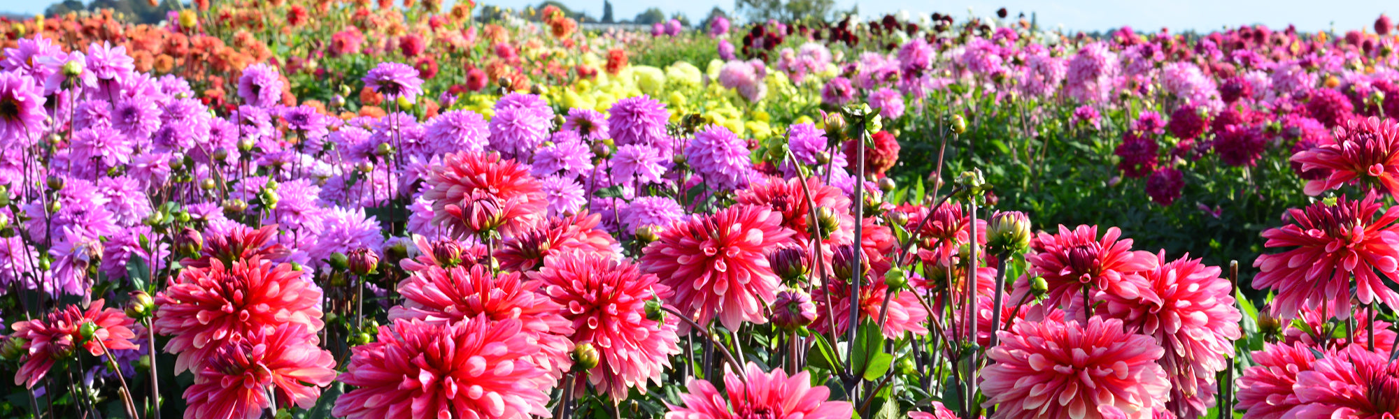 Dahlia Grootbloemig