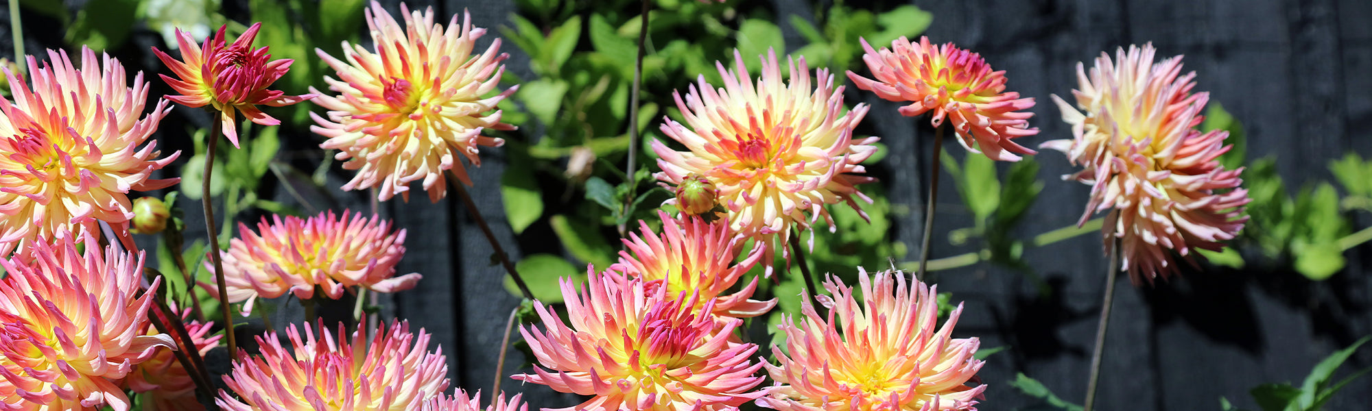 Dahlia Cactus