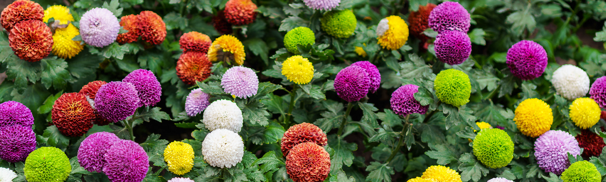 Dahlia Pompon/Bal
