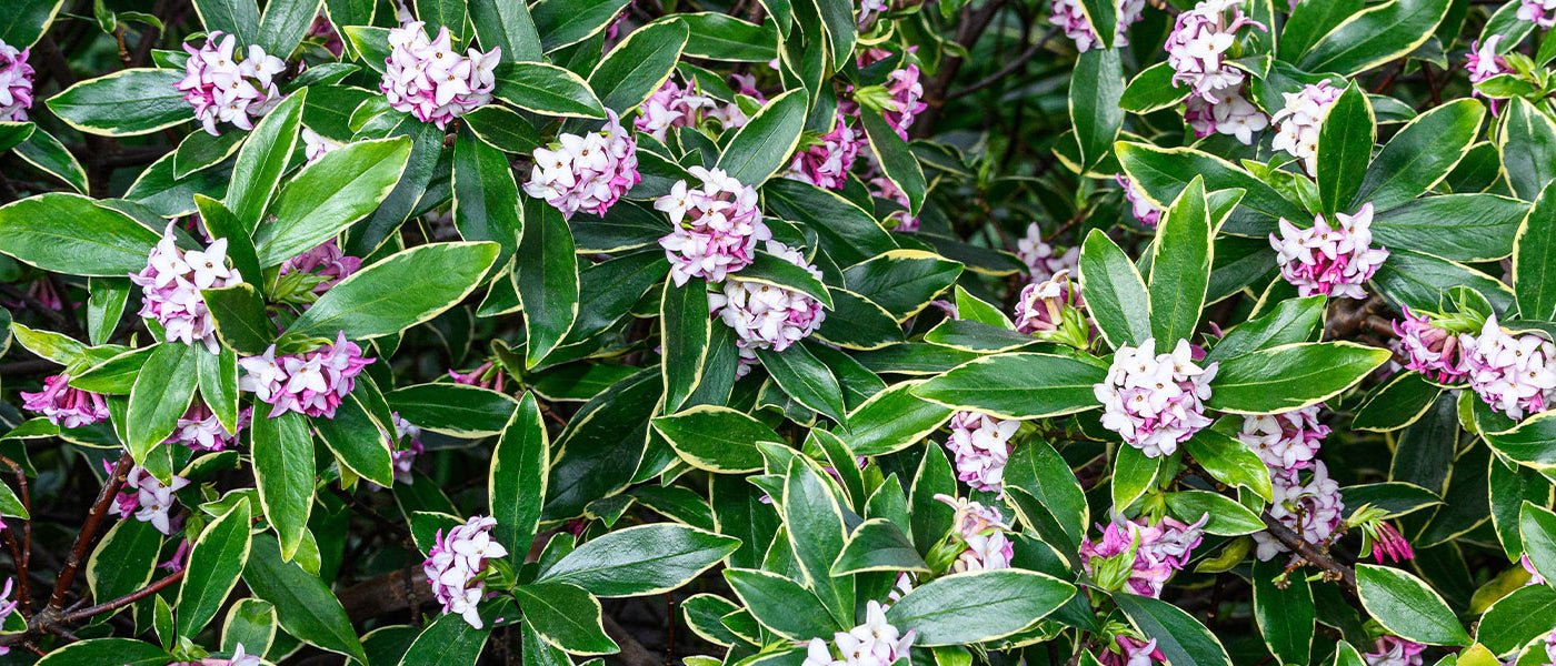 Daphne