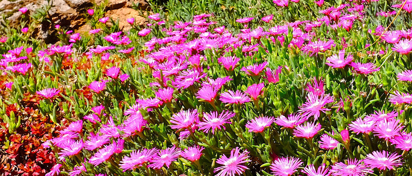 Delosperma