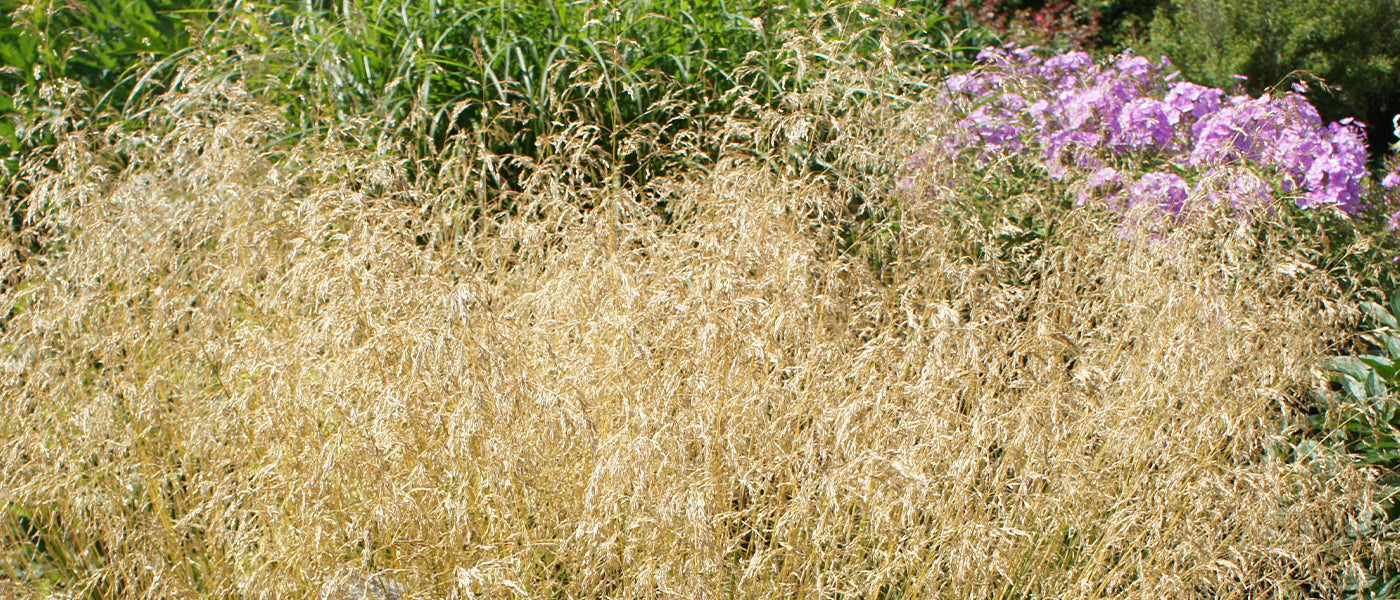 Smele - Deschampsia