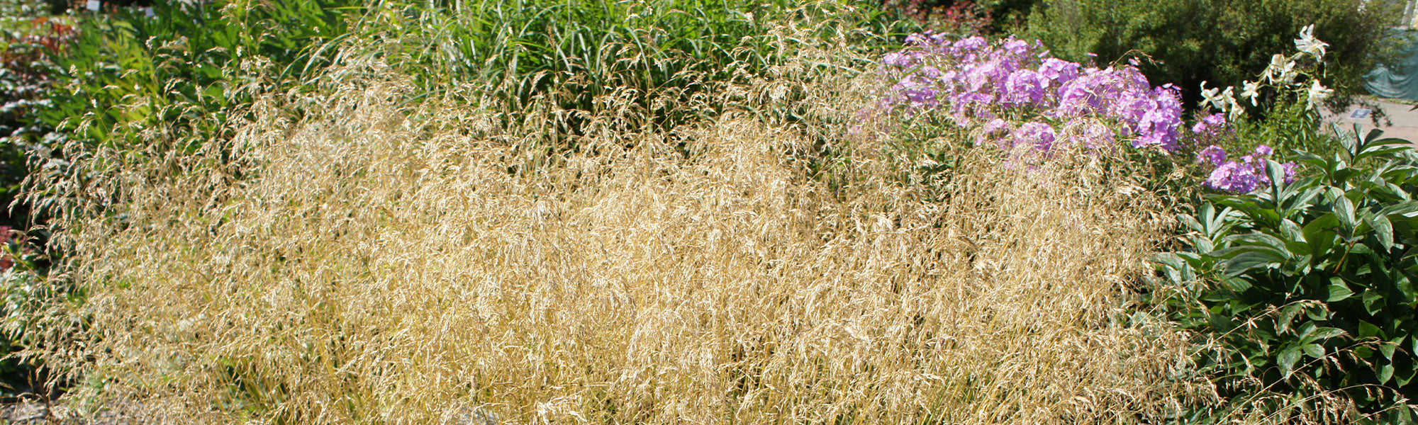 Smele - Deschampsia