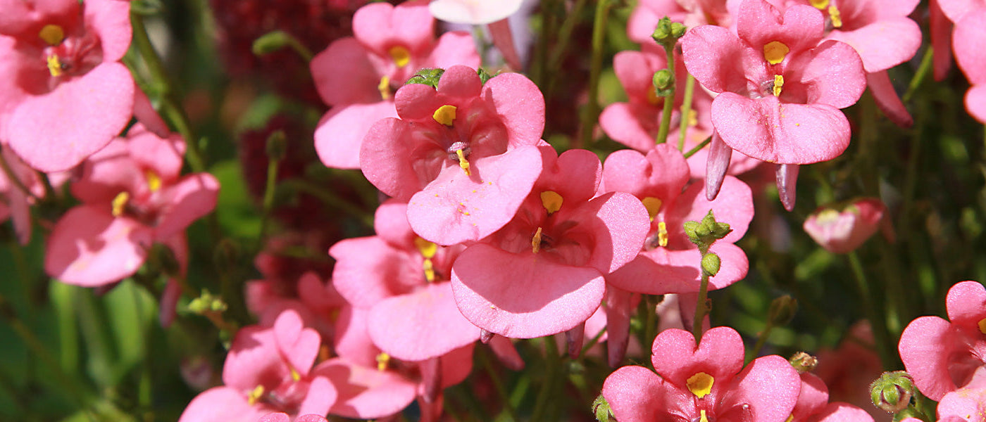 Diascia