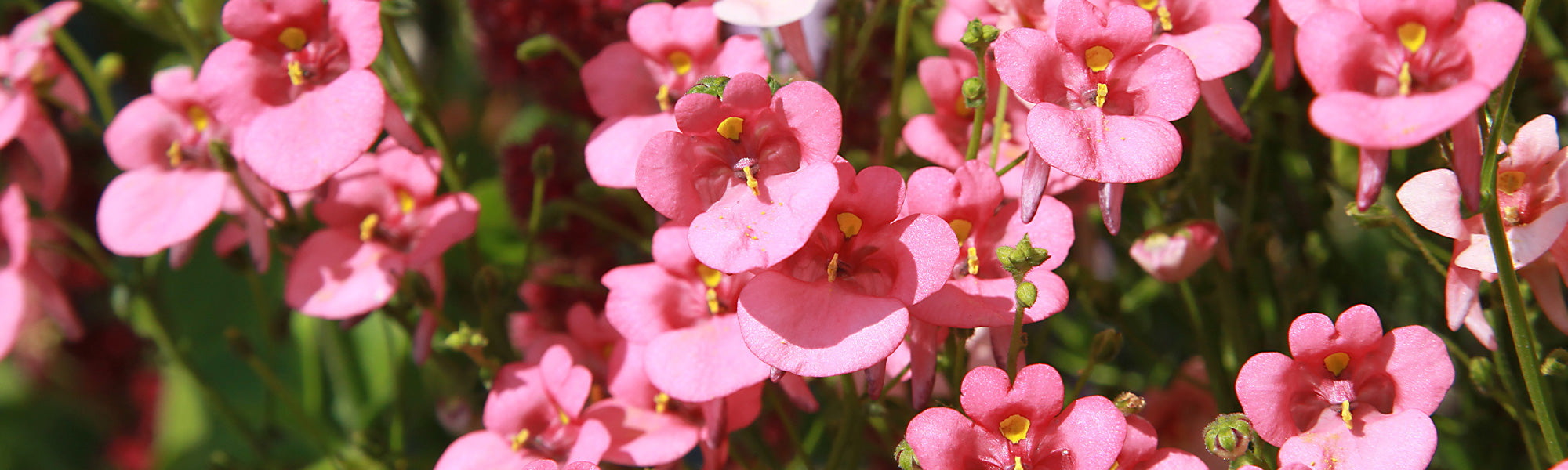 Diascia
