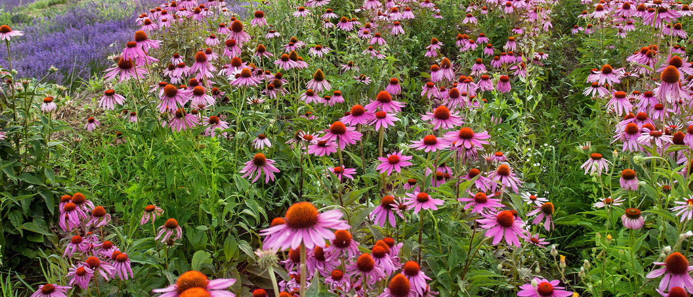 Zonnehoed - Echinacea