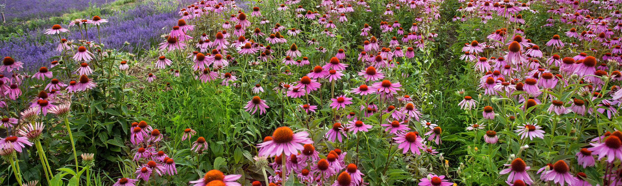 Zonnehoed - Echinacea