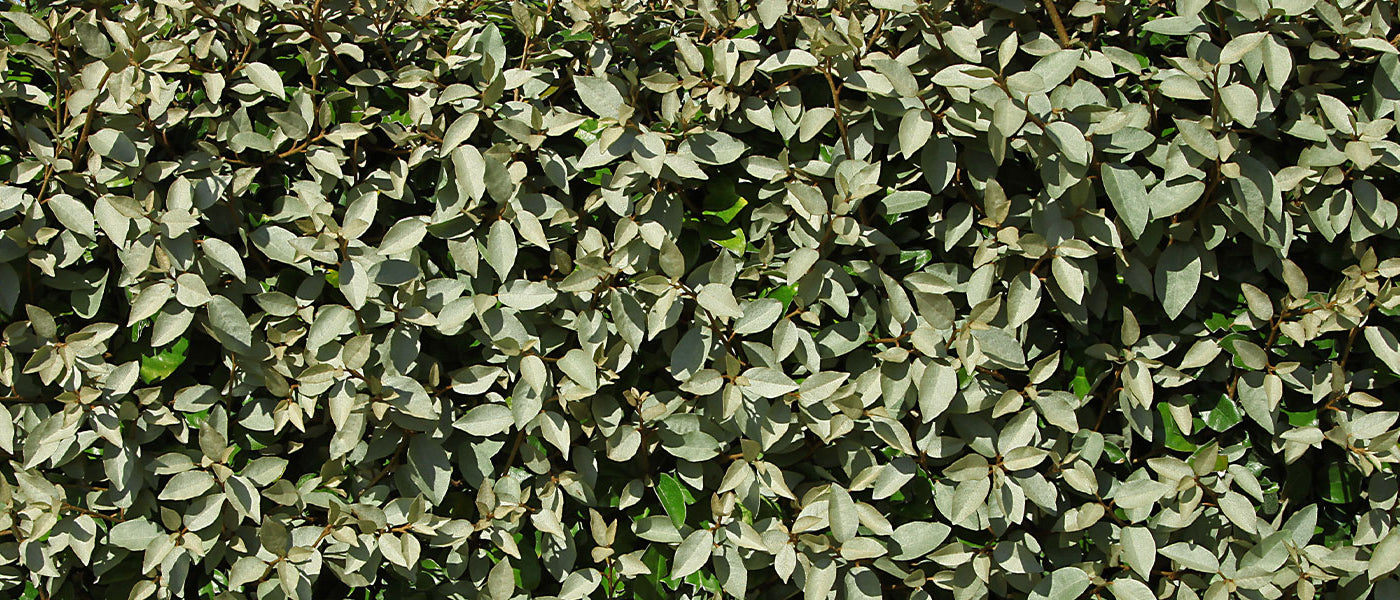 Zilverwilg - Eleagnus commutata