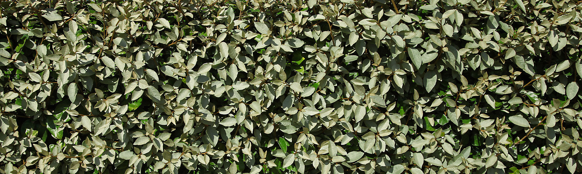 Zilverwilg - Eleagnus commutata