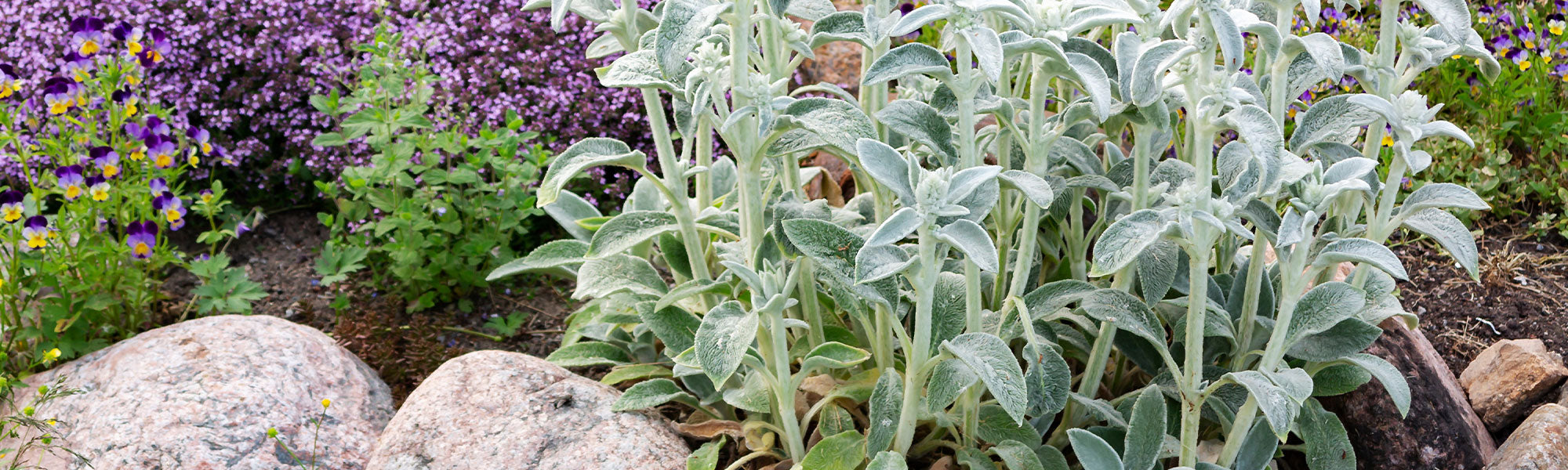 Biggenkruid - Stachys