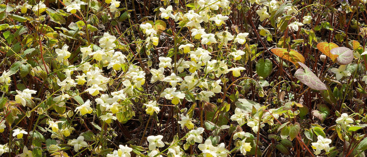 Elfenbloem Collectie