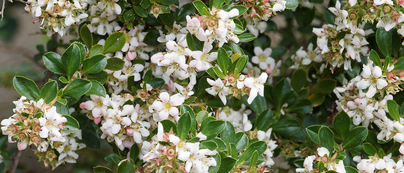 Escallonia