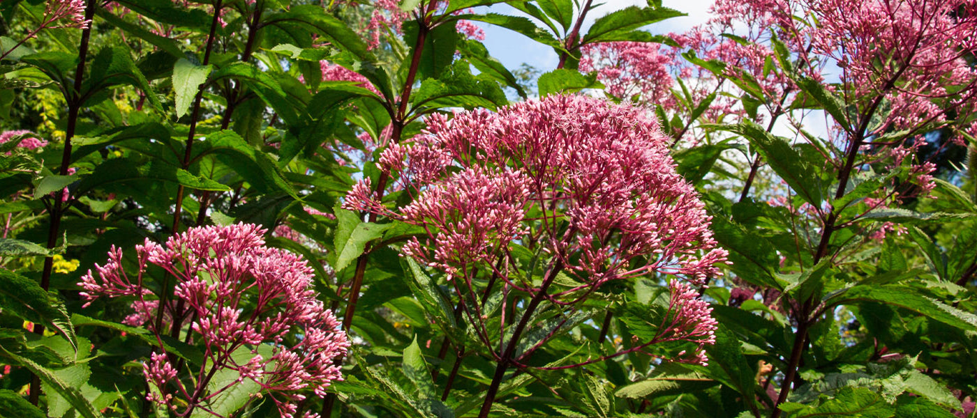 Hooggroeiende waterhennep - Eupatorium altissimum