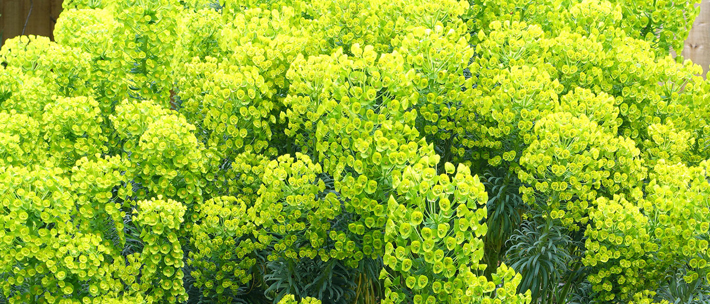 Kruidwolfsmelk - Euphorbia lathyris