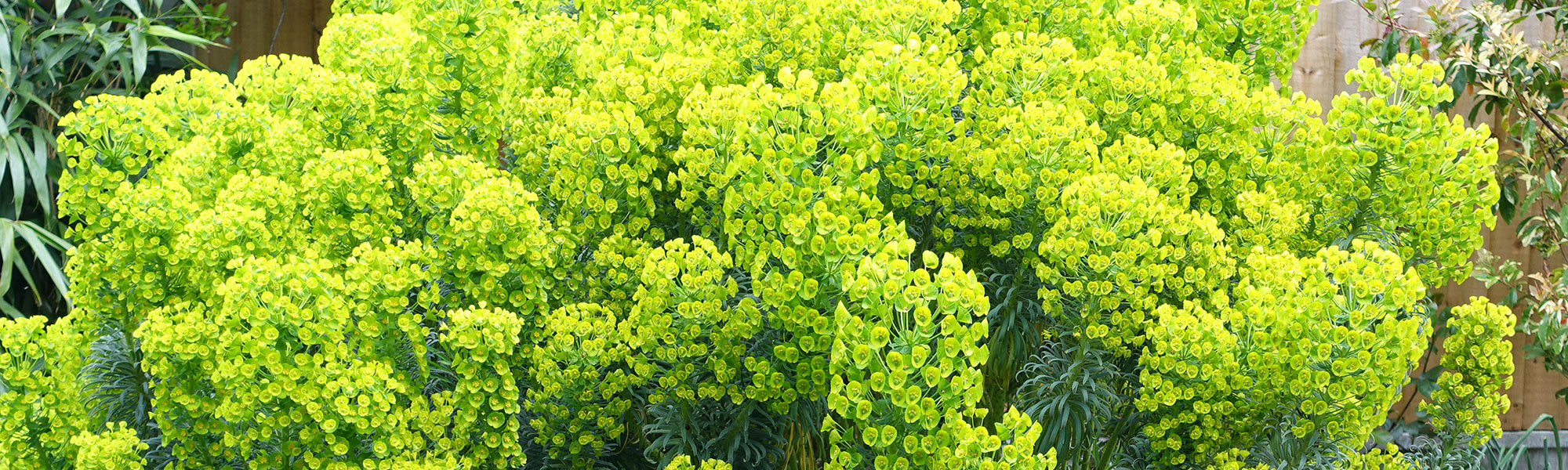 Zonsopgang wolfsmelk - Euphorbia helioscopia
