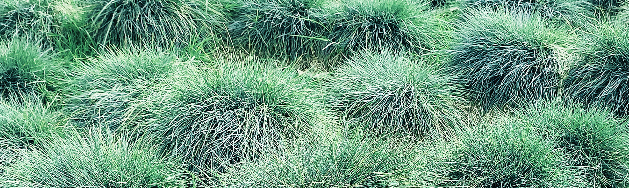 Rood schapengras - Festuca rubra