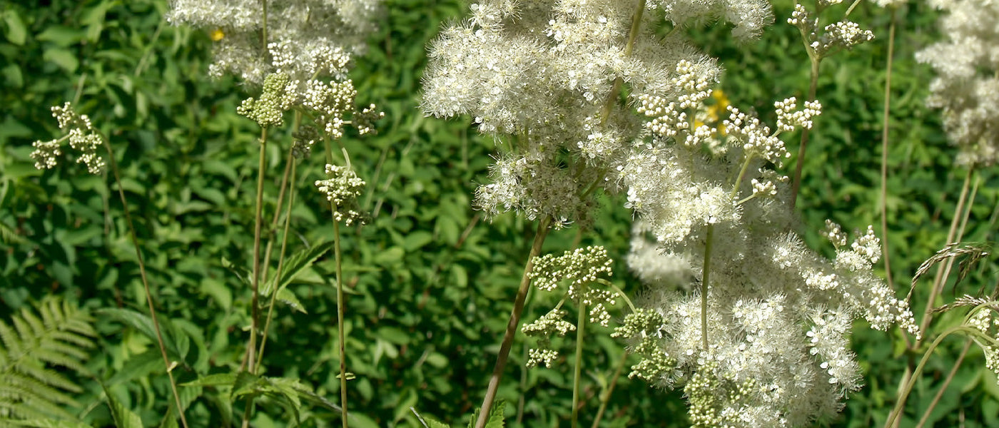 Moerasspirea