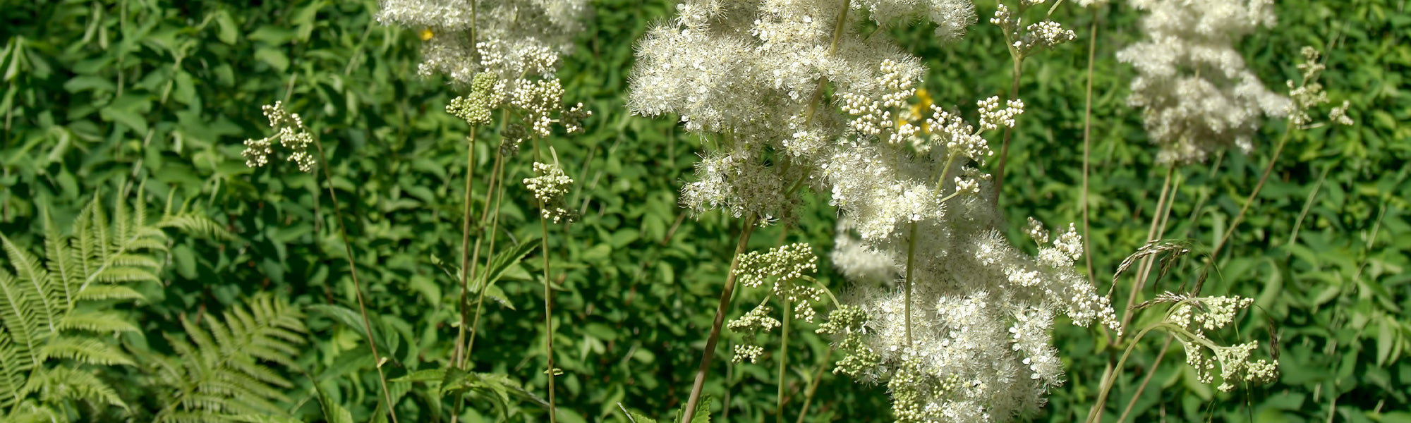 Moerasspirea - Filipendula ulmaria