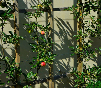 Kleine fruittuin