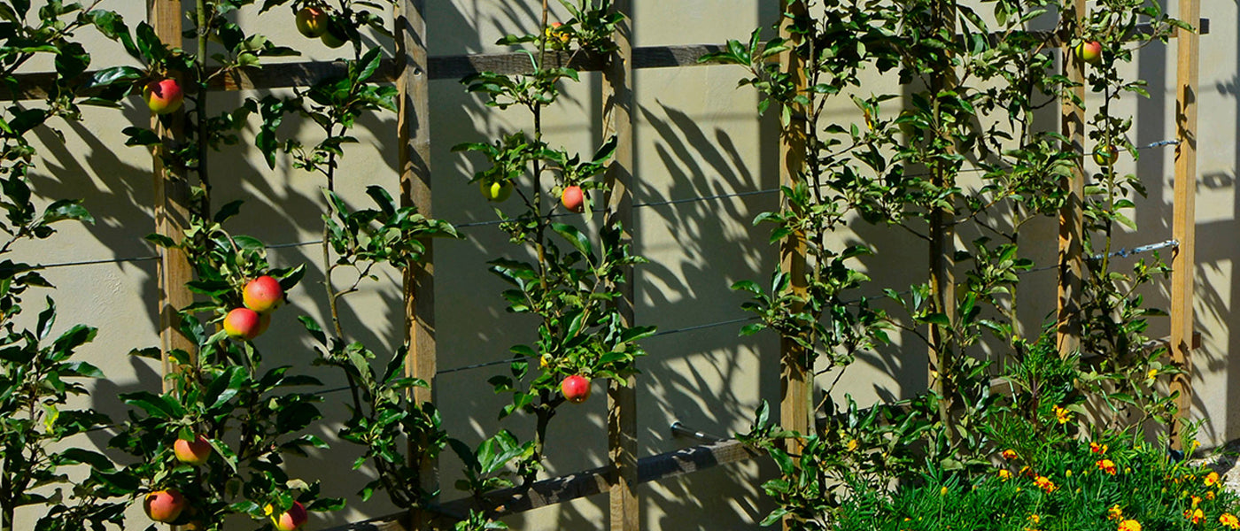 Kleine fruitige tuin