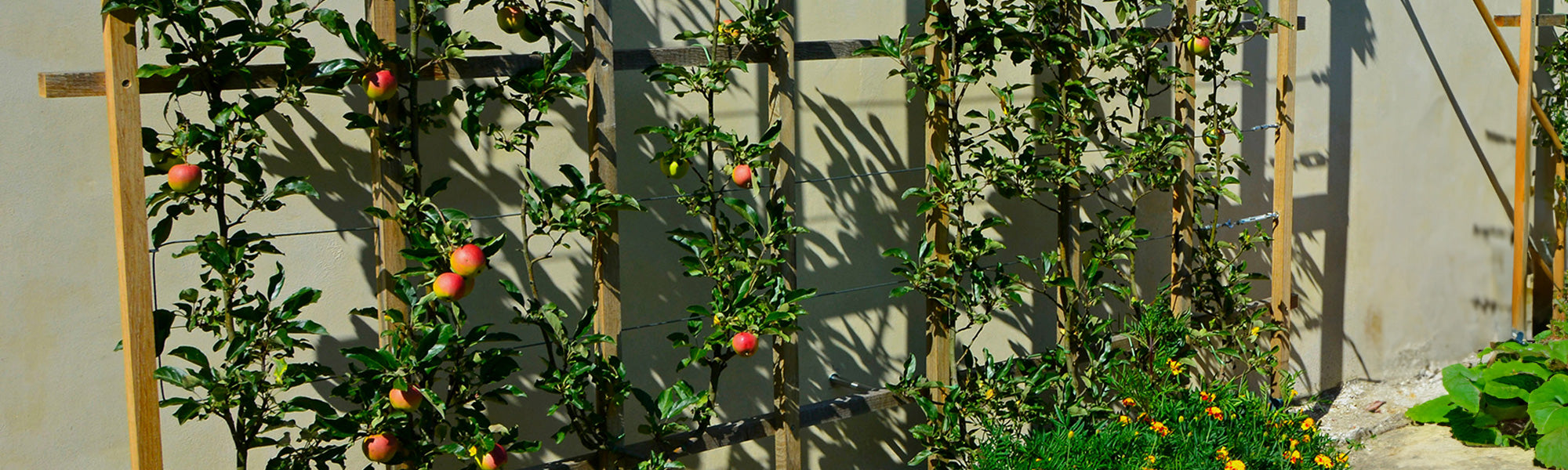 Kleine fruitige tuin