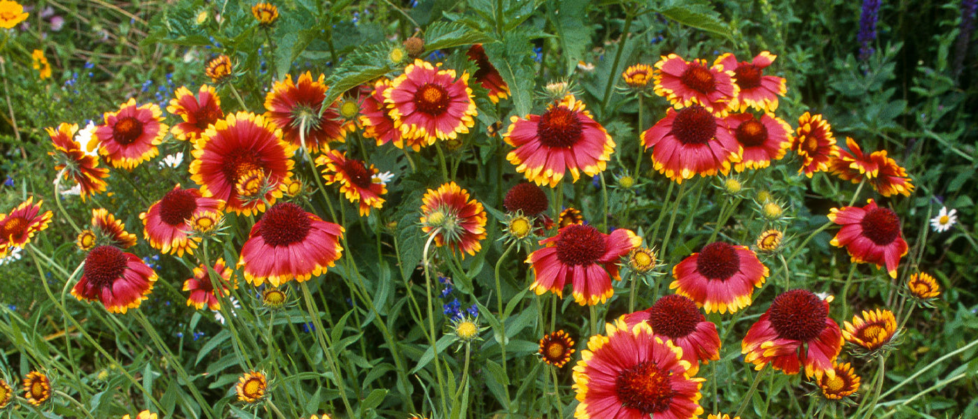 Gele Kokardebloem