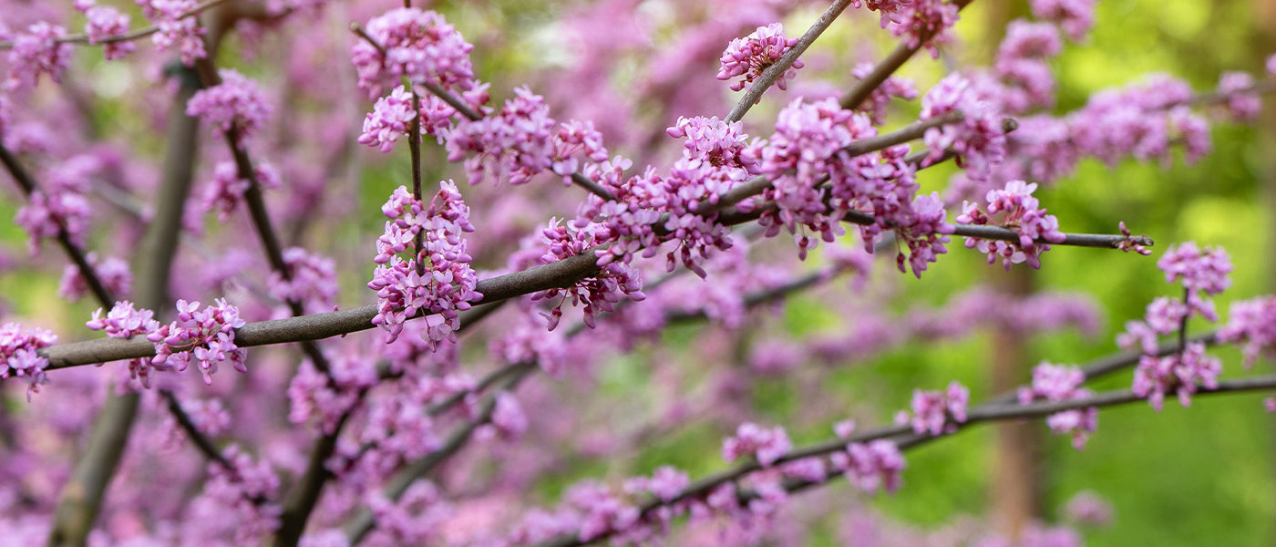 Judasboom - Cercis