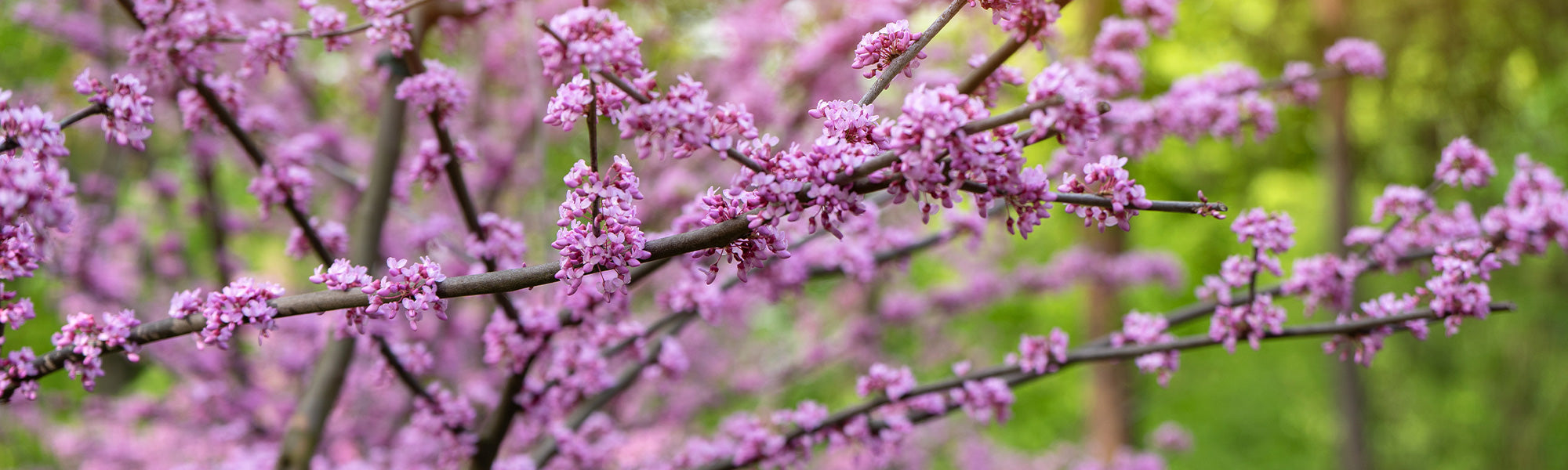 Judasboom - Cercis