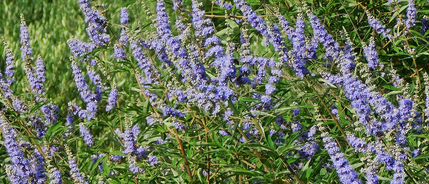 Vitex - Vitex