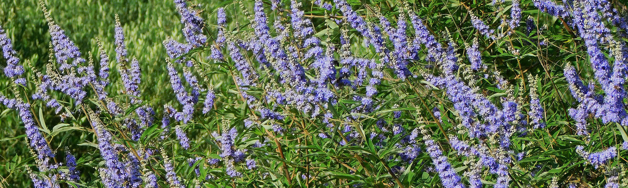 Vitex - Vitex