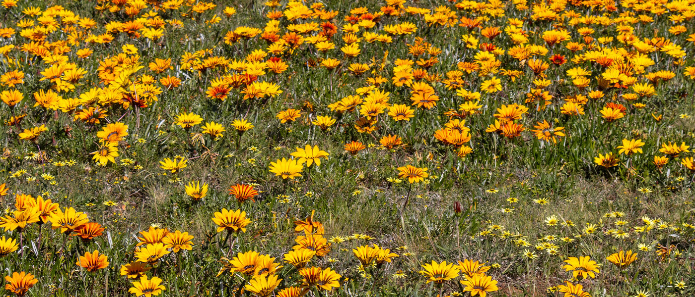 Gazania - Gazania