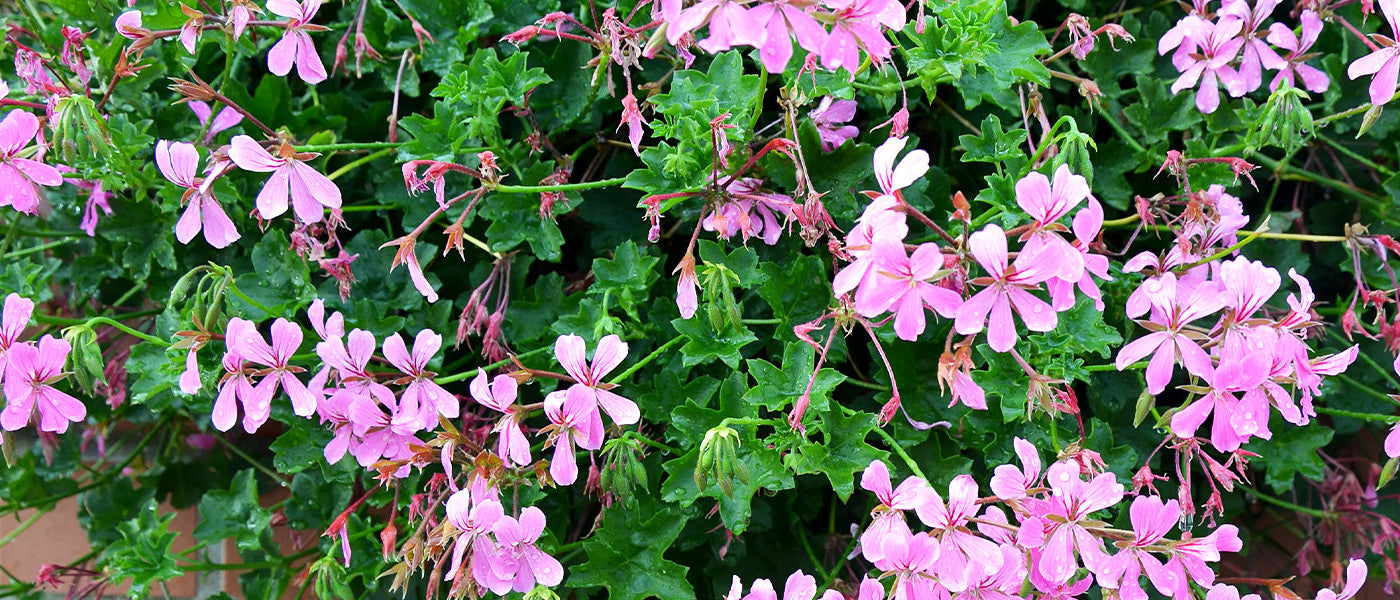 Geurende pelargonium - Pelargonium odoratissimum