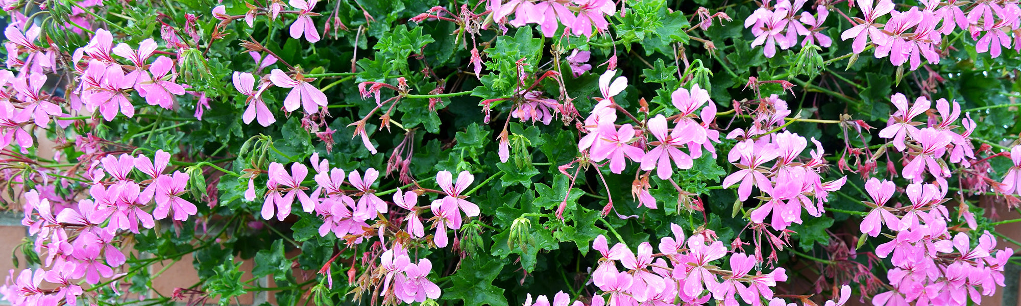 Hoofdvormige pelargonium - Pelargonium capitatum